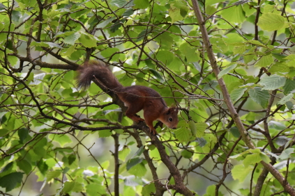 Egern, Marielundsskoven